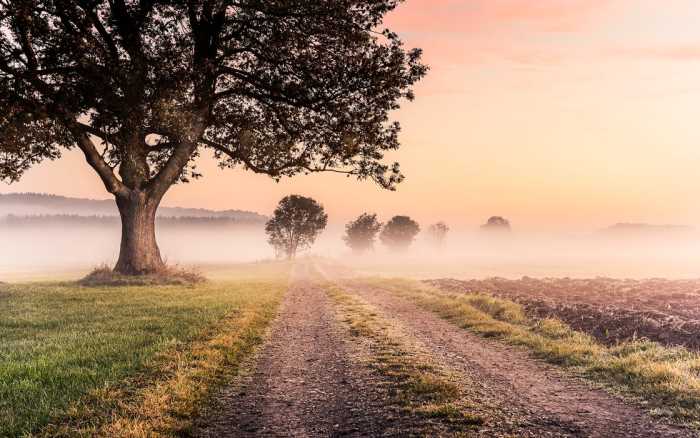 Premium Vlies Misty Morning