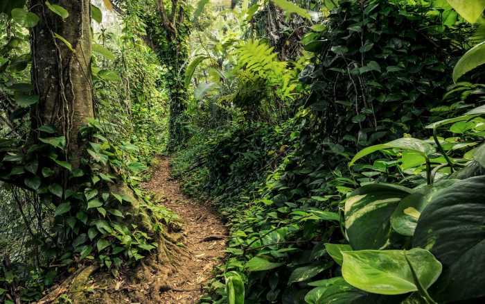 Premium Vlies Path of Dreams