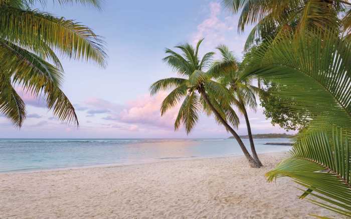 Premium Vlies Paradise Morning