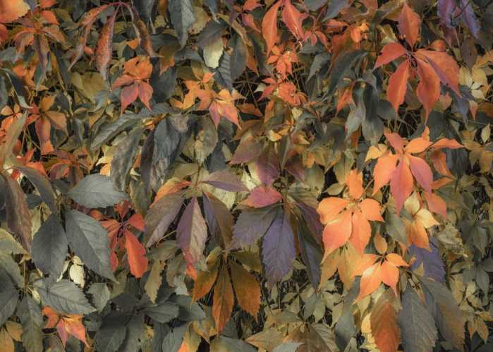Standard Vlies Autumn Foliage II