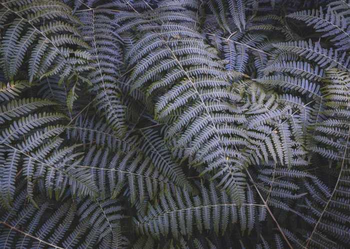 Standard Vlies Fern Canopy II