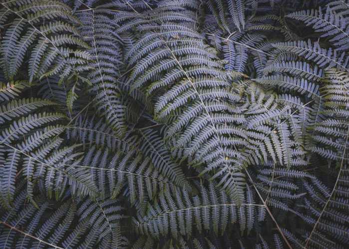 Standard Vlies Fern Canopy II