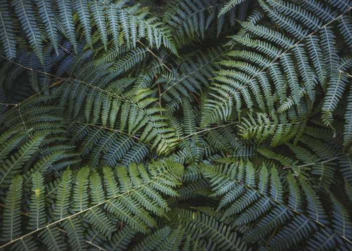 Standard Vlies Fern Canopy