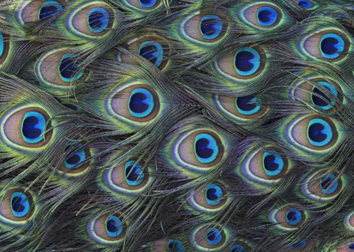 Standard Vlies Plumage Detail