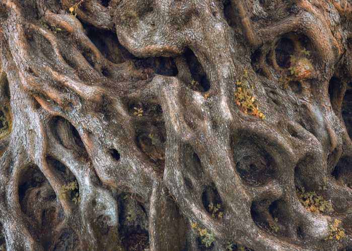 Standard Vlies Swirly Bark