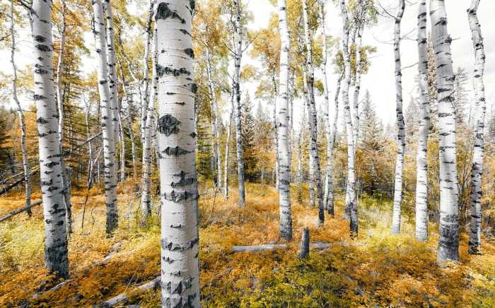 Standard Vlies Colorful Aspenwoods
