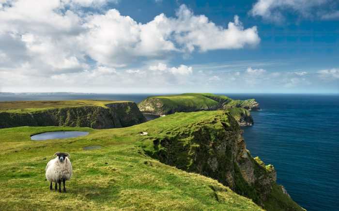 Standard Vlies Green Ireland