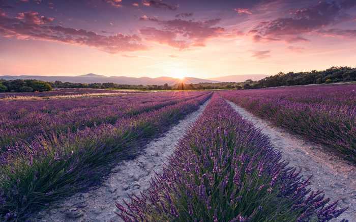 Standard Vlies Lavender Dream