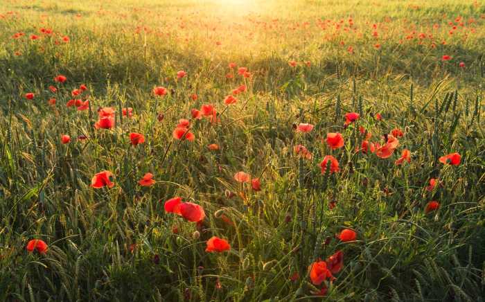 Standard Vlies Poppy World I