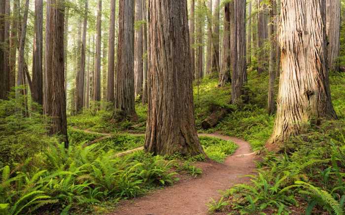 Standard Vlies Redwood Trail