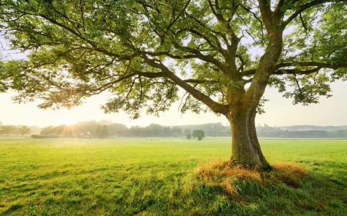 Standard Vlies The Magic Tree