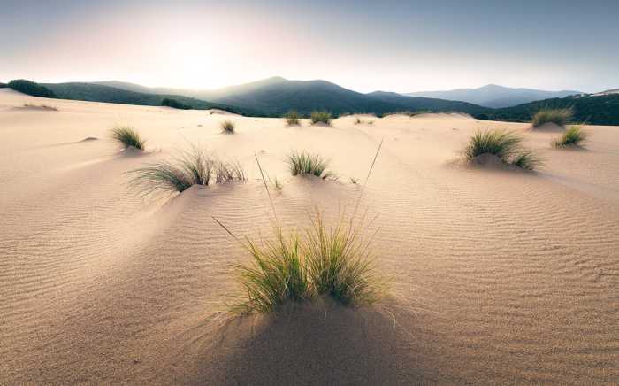 Standard Vlies Vivid Dunes