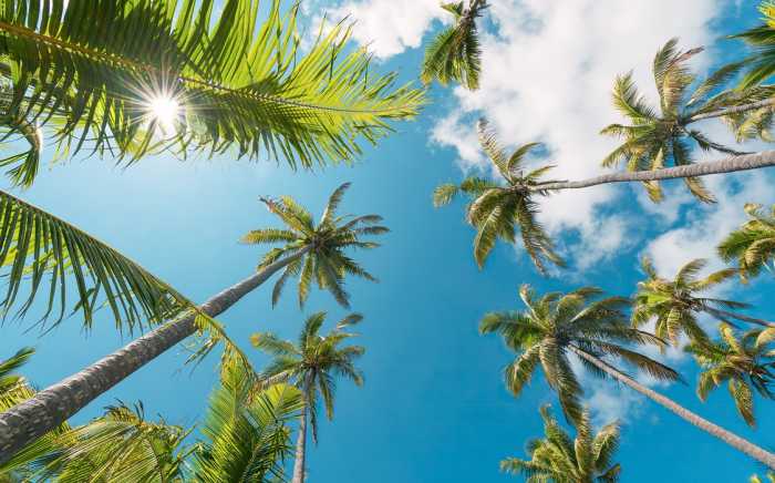 Standard Vlies Coconut Heaven II 