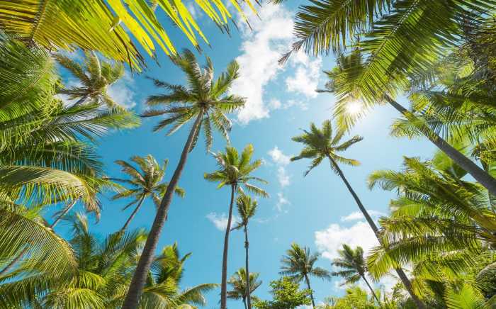 Standard Vlies Coconut Heaven 