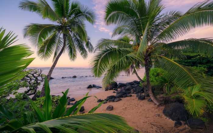 Standard Vlies Hawaiian Dreams 
