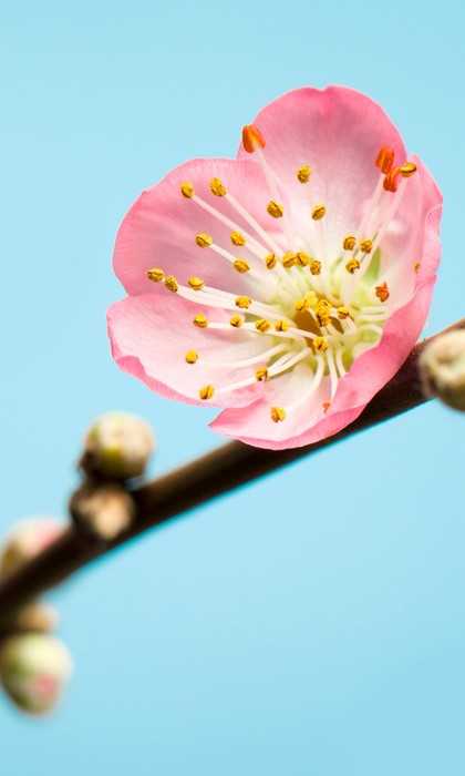 Standard Vlies Peach Blossom