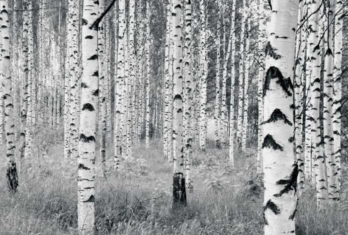Standard Vlies Woods