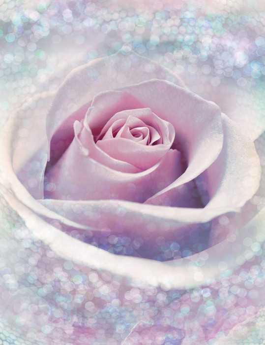 Standard Vlies Delicate Rose