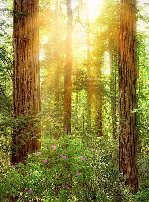 Standard Vlies Redwood