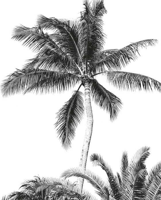 Standard Vlies Retro Palm