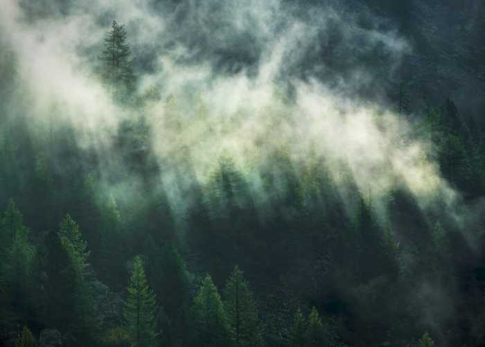 Standard Vlies Misty Crowns