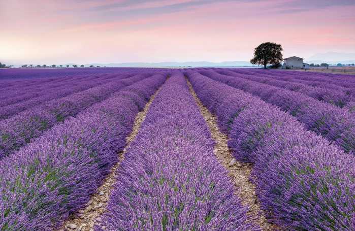 Standard Vlies Provence