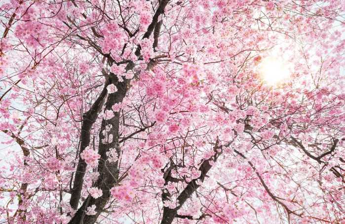 Standard Vlies Bloom