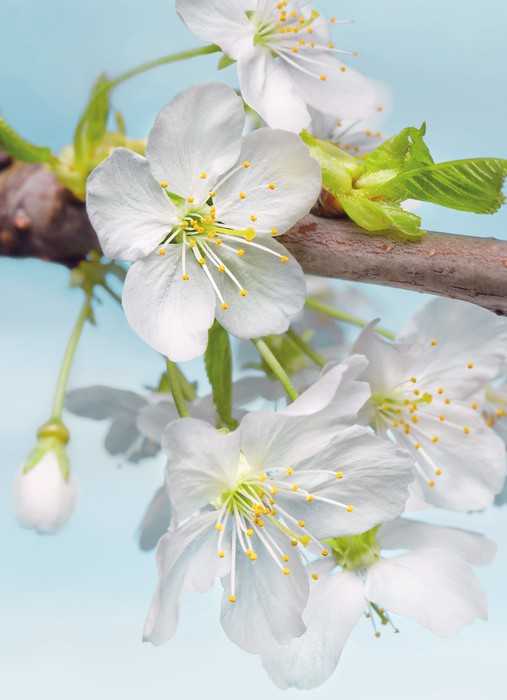 Vlies Blossom