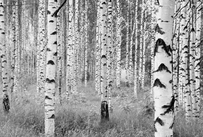 Vlies Woods