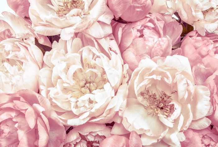 Vlies Peonies