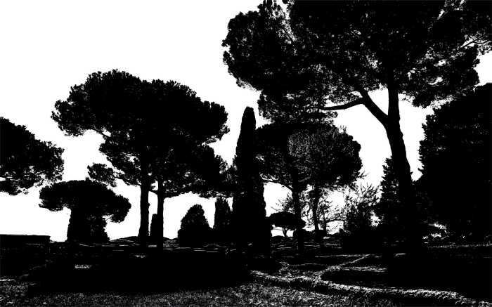 Digitaldrucktapete Pine Trees black-white