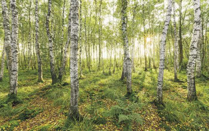 Fototapete birkenwald selbstklebend - Der Testsieger 