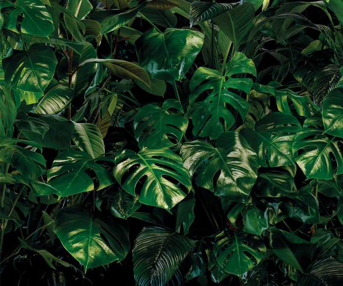 Fototapete auf Vlies Tropical Wall