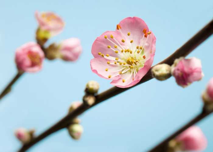 Digitaldrucktapete Peach Blossom