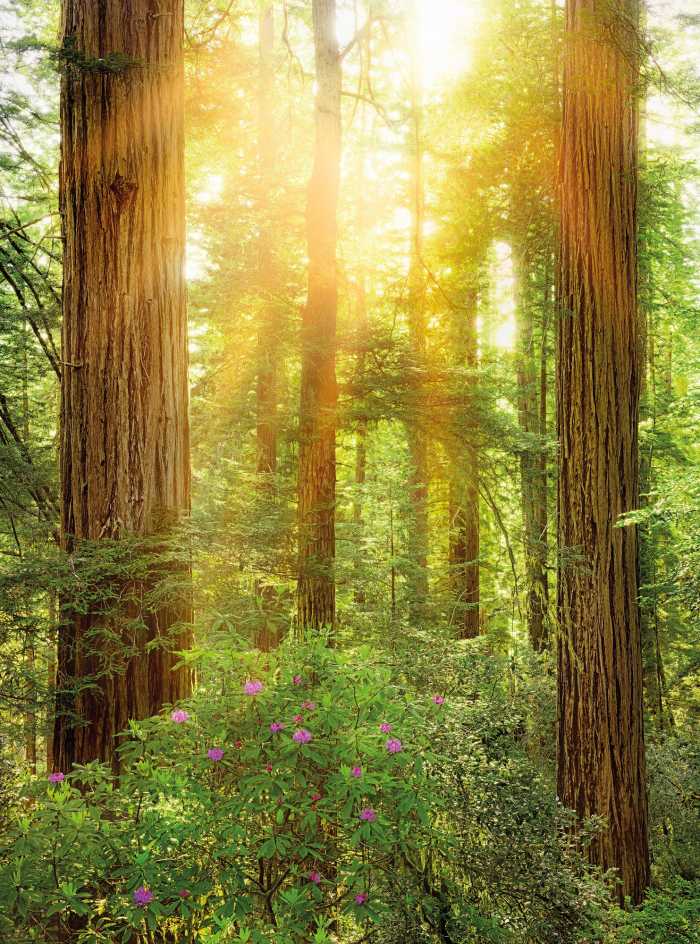 Digitaldrucktapete Redwood