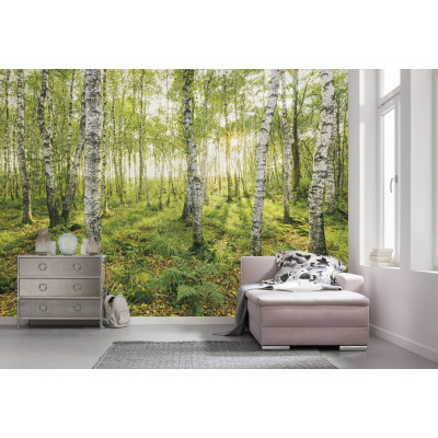 Birch Trees