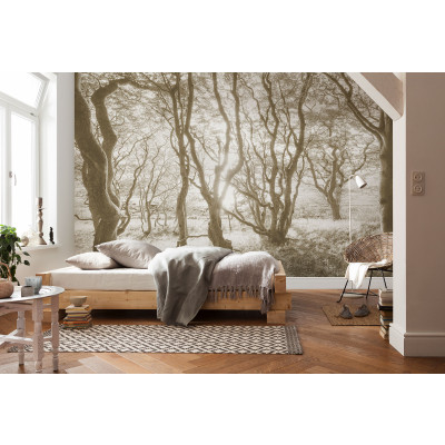 Bleached Birch