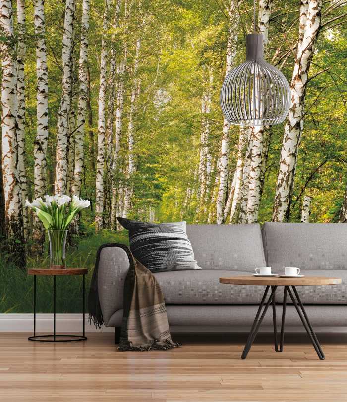 Fototapete Birkenwald