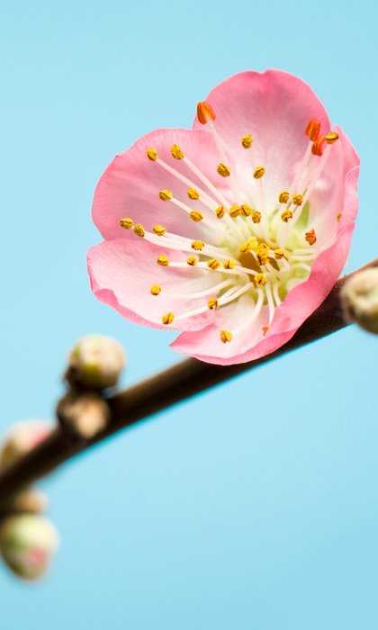 Standard Vlies Peach Blossom