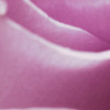 Pink Rose