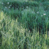 Meadow Trail