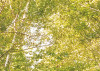 Birkenwald