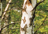 Birkenwald