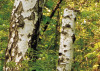 Birkenwald