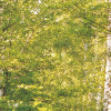 Birkenwald