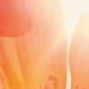 Summer Sun