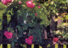 Rose Garden
