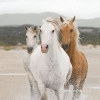 White Horses