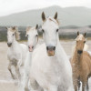 White Horses