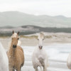 White Horses